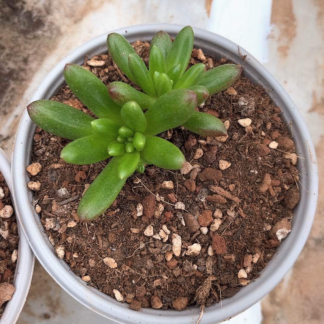 成龙补差价的链接