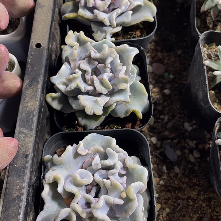 白饺子带盆土发货