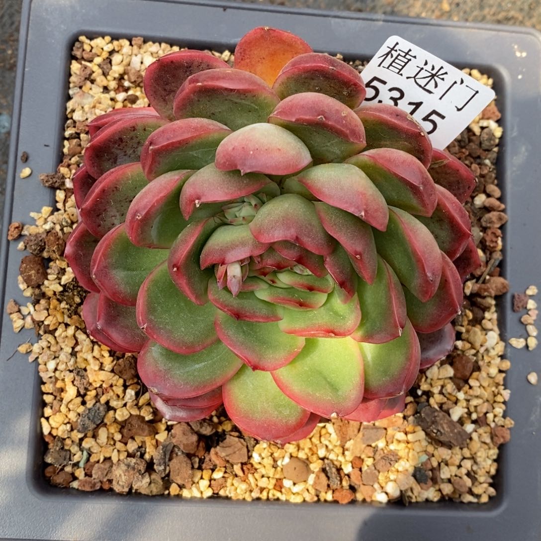 蝴*兰杂交精品多肉5315~8厘米