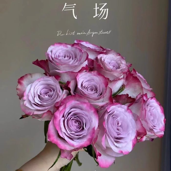 气场玫瑰好养易云南昆明基地枝水养花