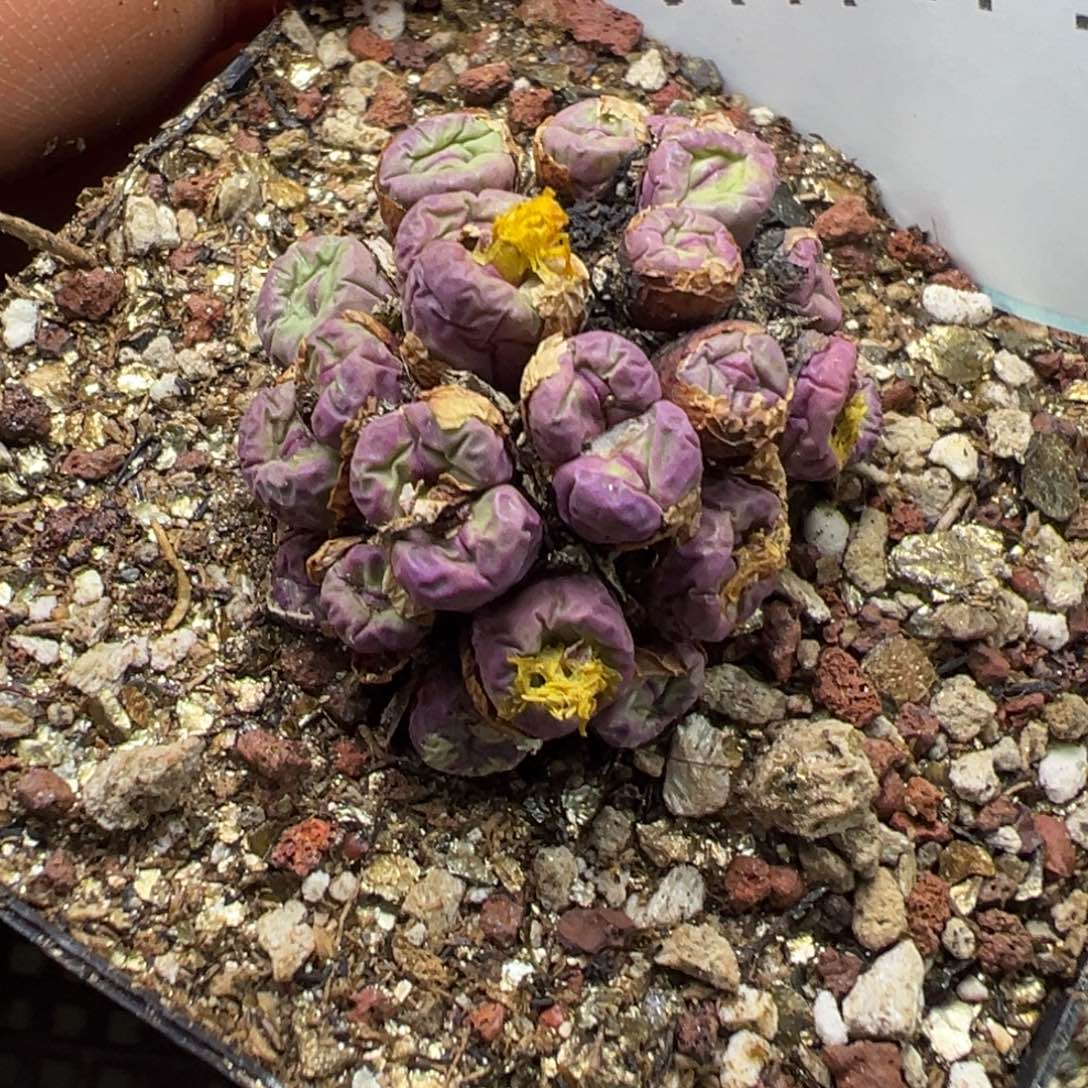 诗***14-149肉锥多肉植物，