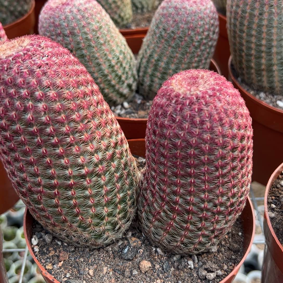 初***零零落落 零零落落