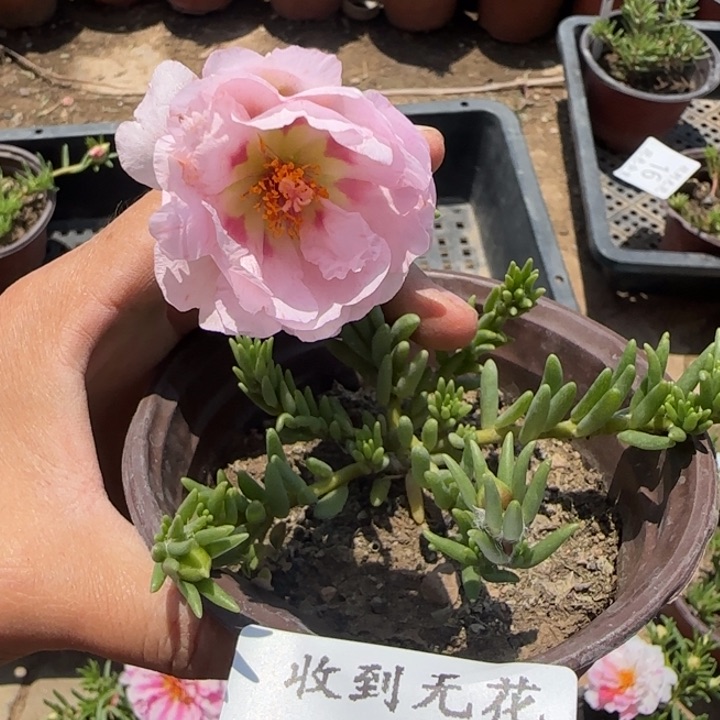 无花朵048特殊色小苗