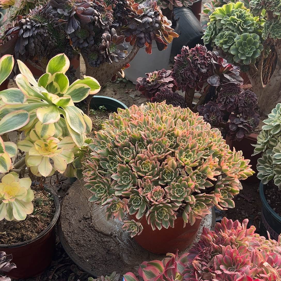 14甜茶法师多肉植物