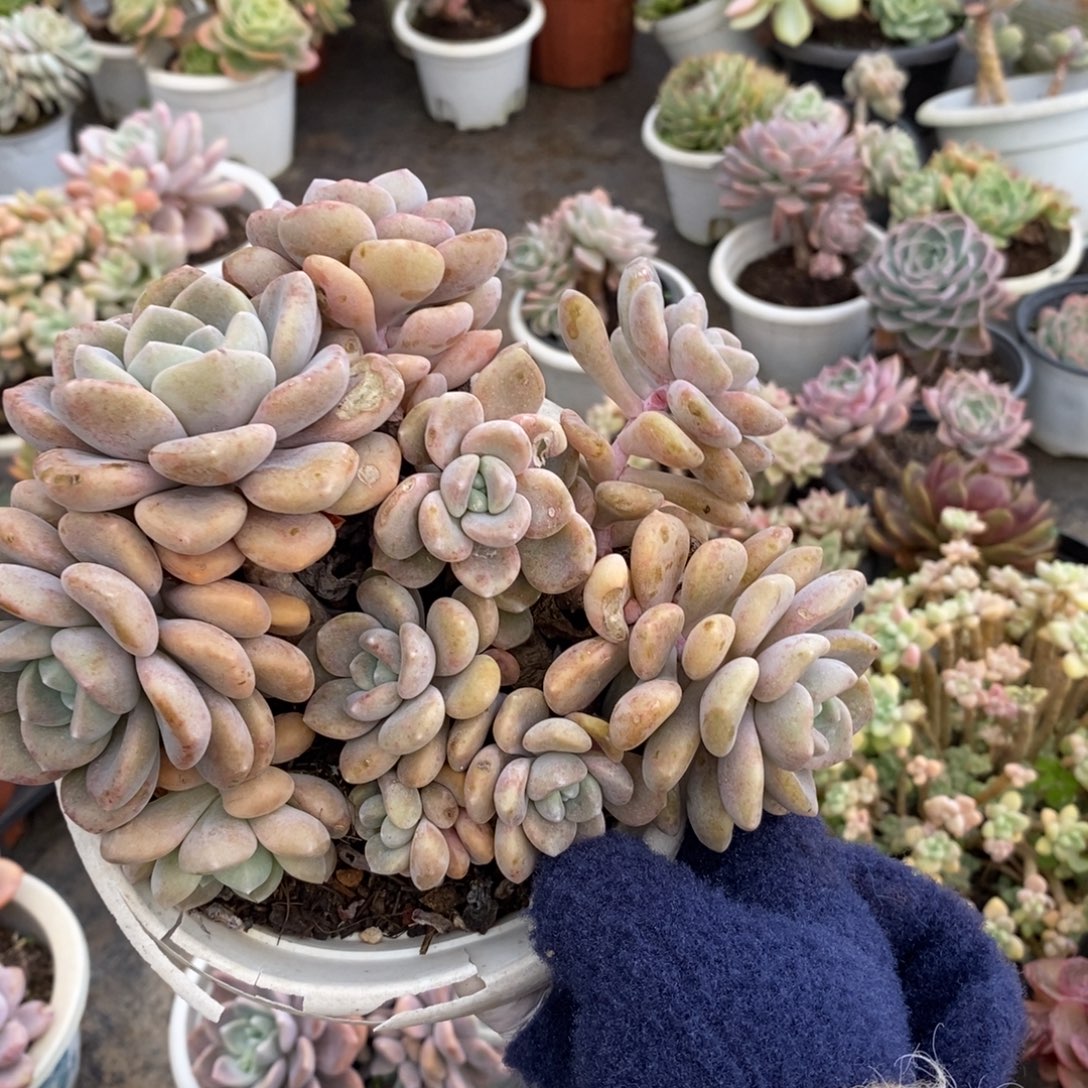 11422克洛伊一物一拍