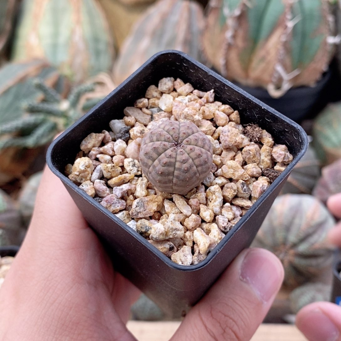 欧系实生布纹球多肉植物