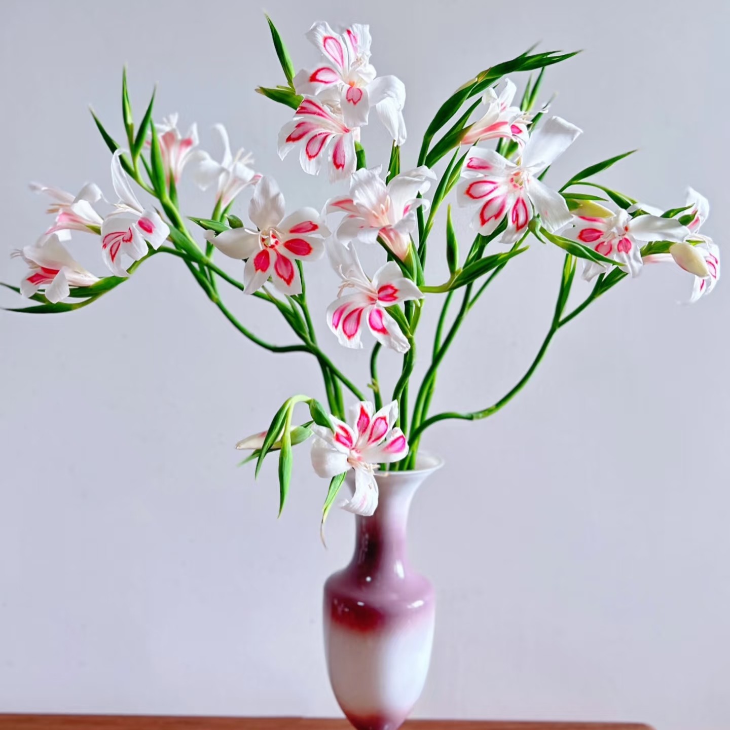 【每日应季花材】小众精品花种（店内任意三单包邮）