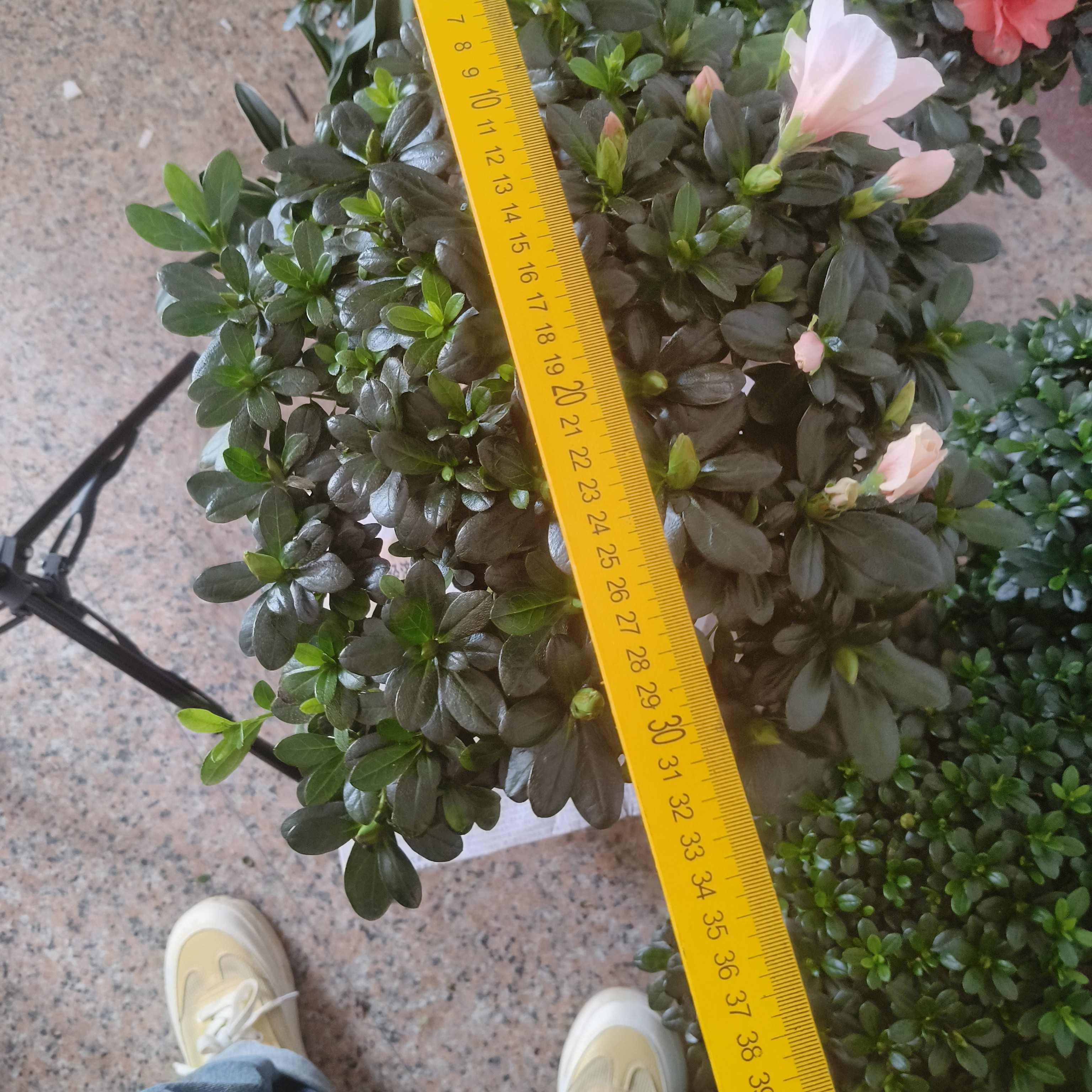 杜鹃花盆栽四季开花四季常青小桃红杜鹃可净化台种植