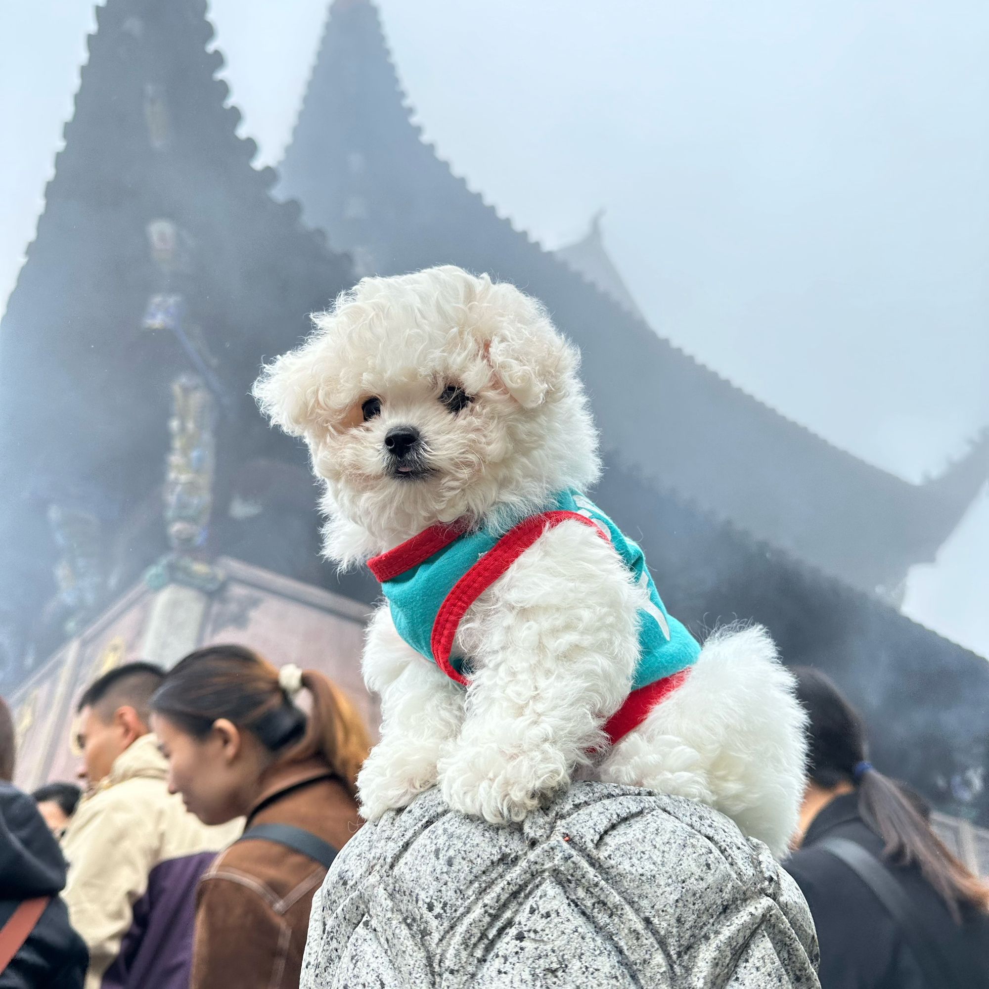 《冉冉家》T宠物狗狗活体