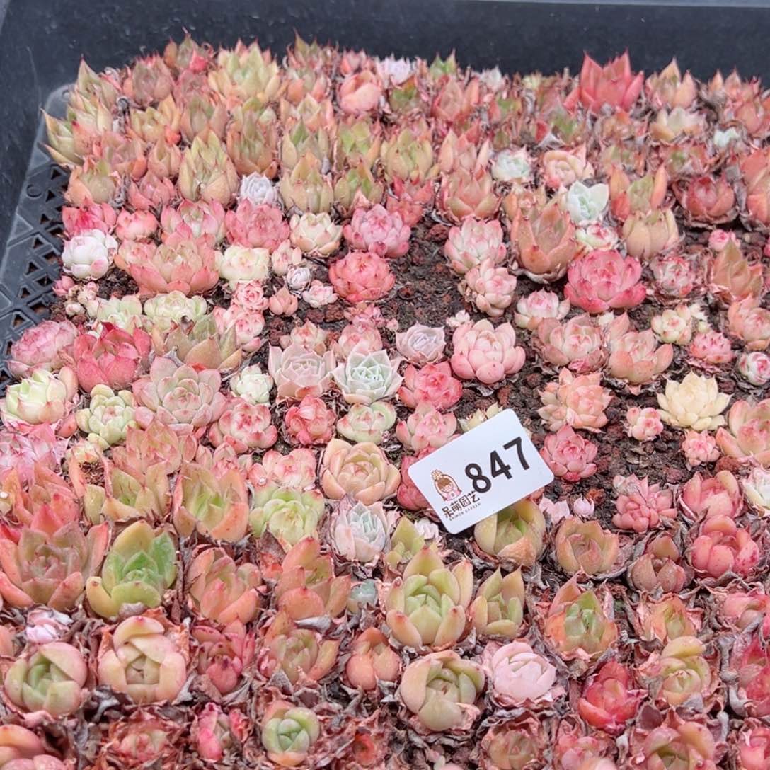 多肉植物多肉植物