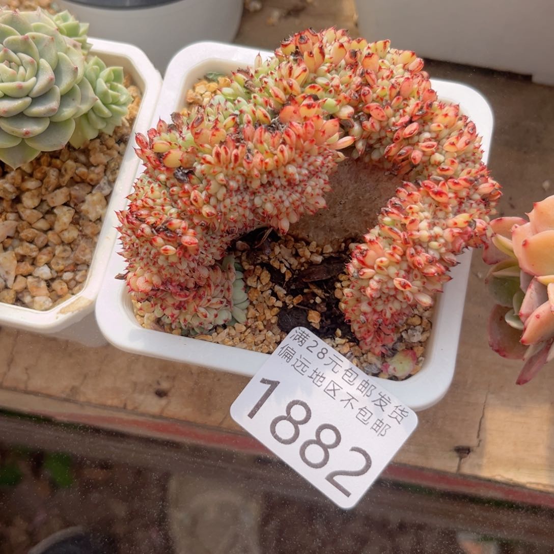 大1882，b c j c b b