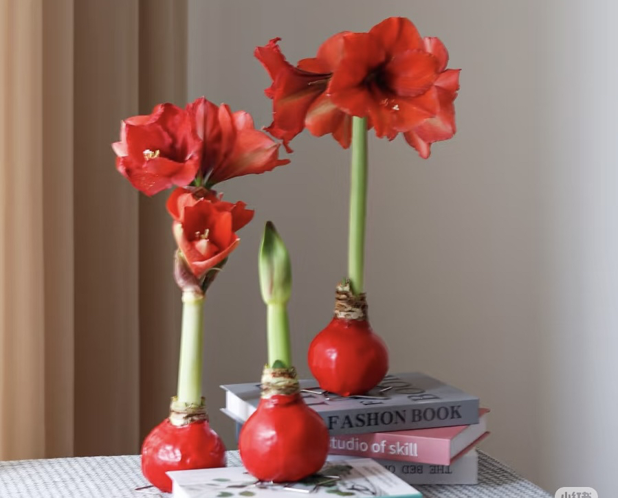 红色朱顶红蜡球年宵花“吃空气”的花昆明基地直发