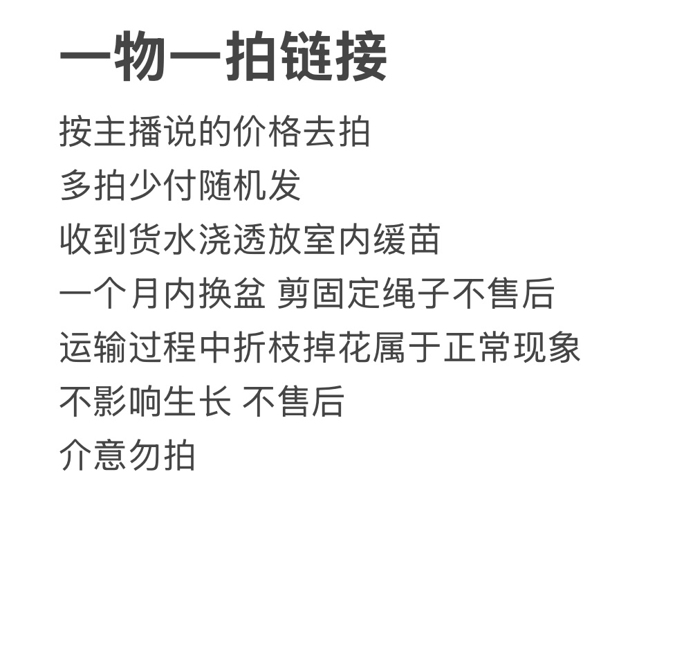 （一物一拍）三角梅花卉勤花四季开花耐寒热阳台庭院适用