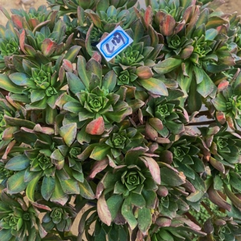 花茶多肉127多肉