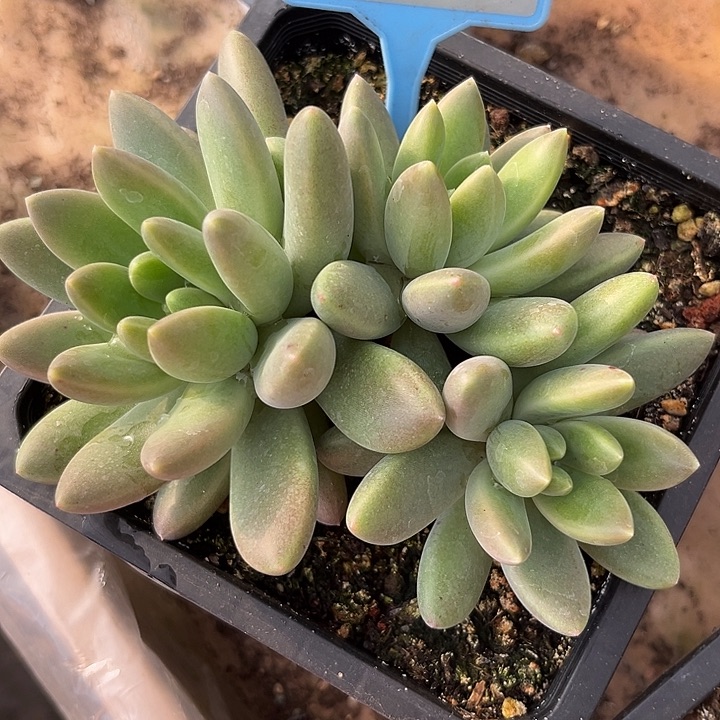 橙色奇迹一物一拍002