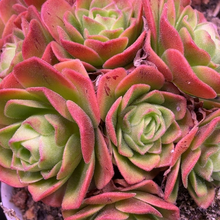 HD534潘系白龙一代  侧芽量拍