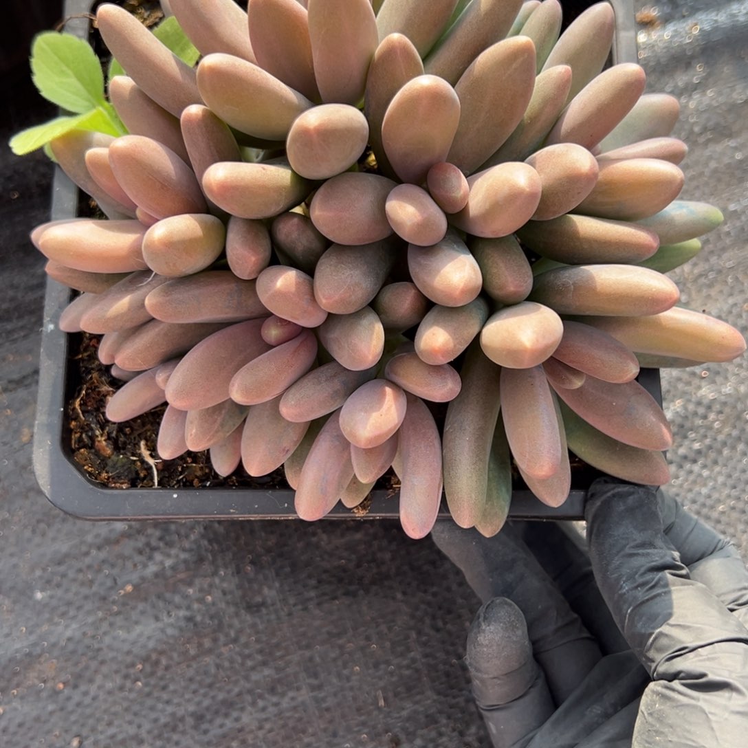 纽***扣糖果美人多肉一物一拍