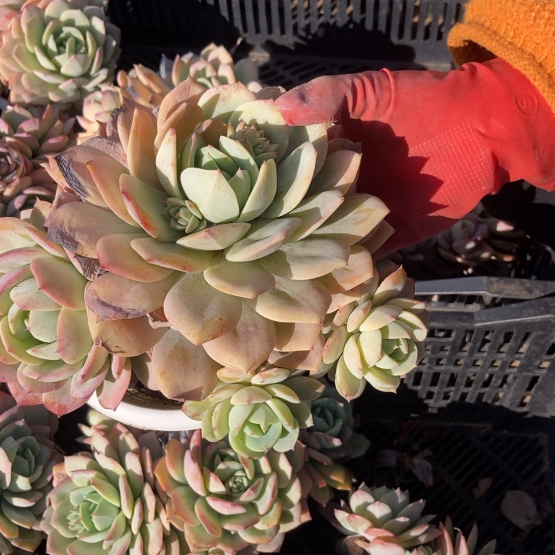 恋曲小整桩无砍随机发货一棵多肉