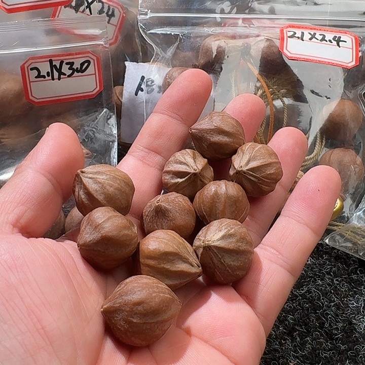 吊坠橄榄核2.0❌2.5