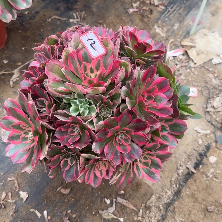 12妖月处理不包售后