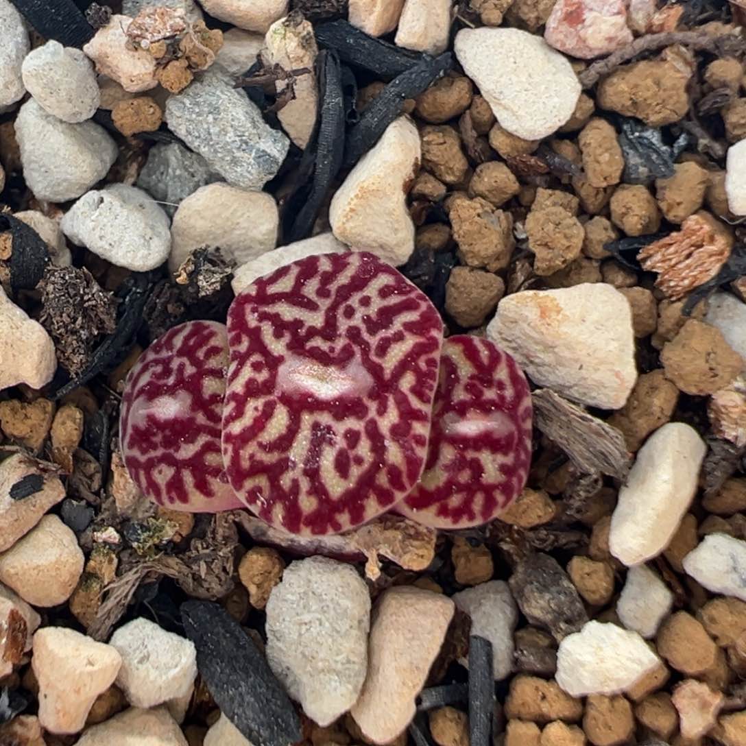 76多肉植物百科知识