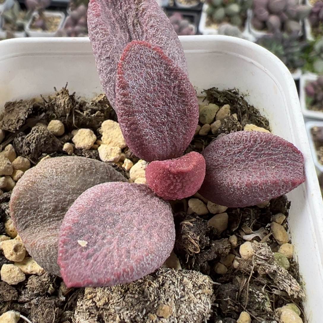 79号甜心单头小桩多肉植物