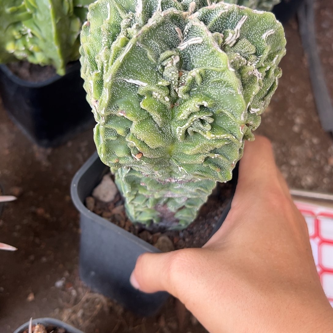 植***金实生鸾凤玉一物一拍