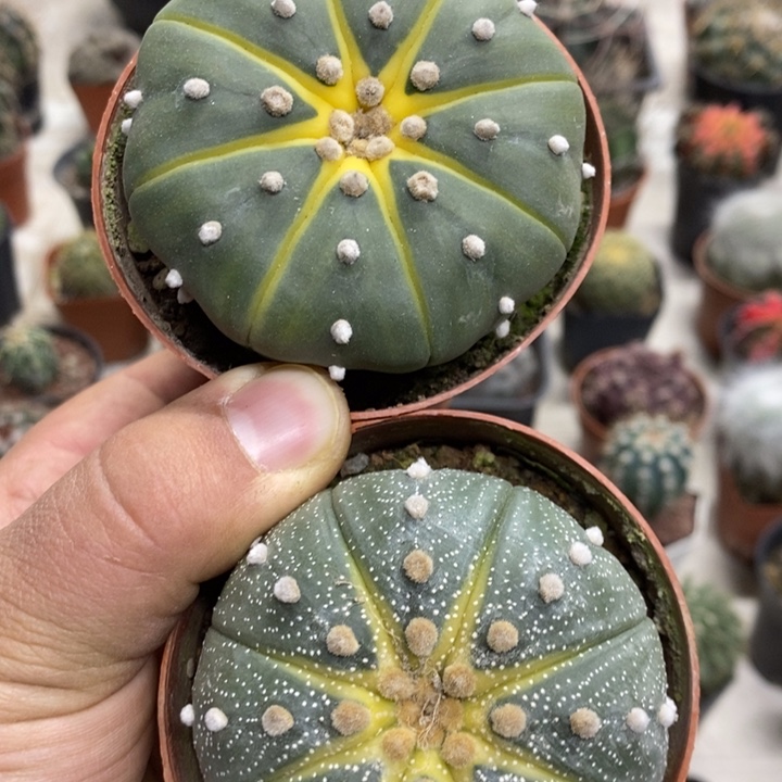 西瓜兜2颗特价包邮