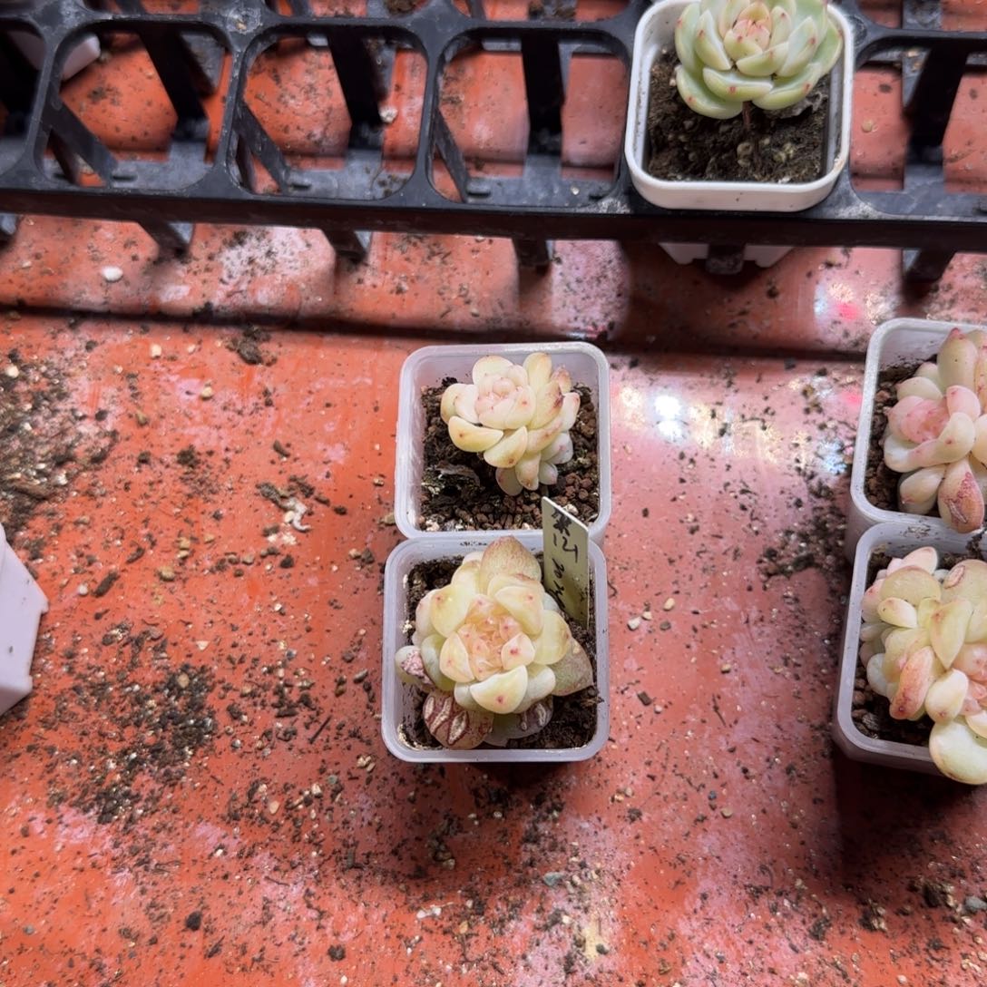 121 盆桌上一个满25包邮