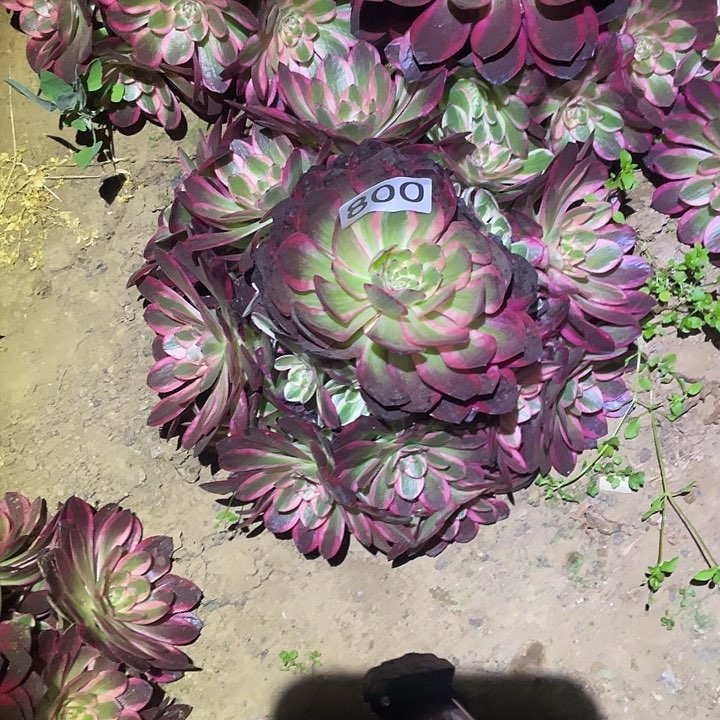 多肉植物法师800云荷