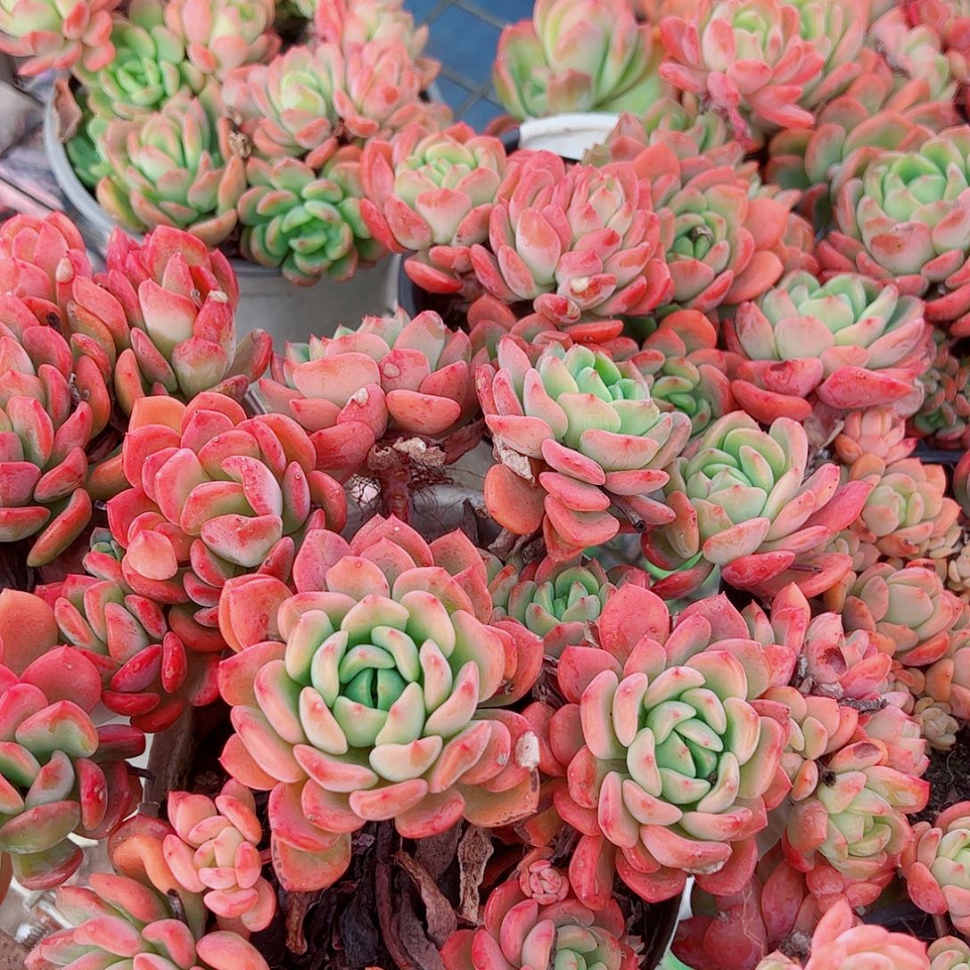 芬达多头群生精品特价二盆