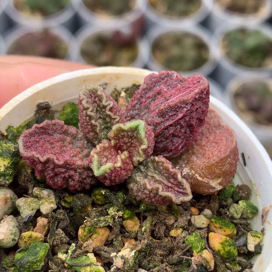 实生水泡 紫红色状态带皱边