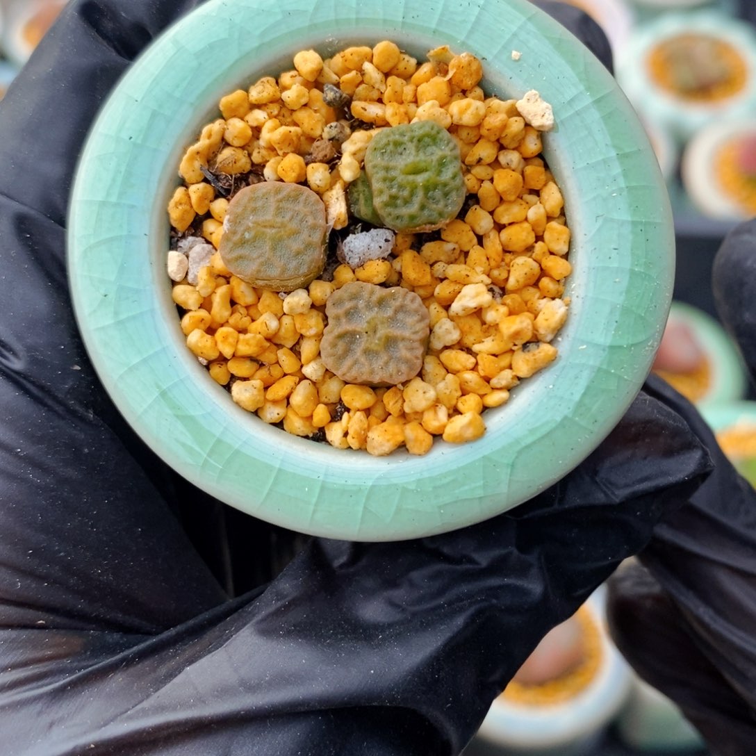 3894-一物一拍 带盆