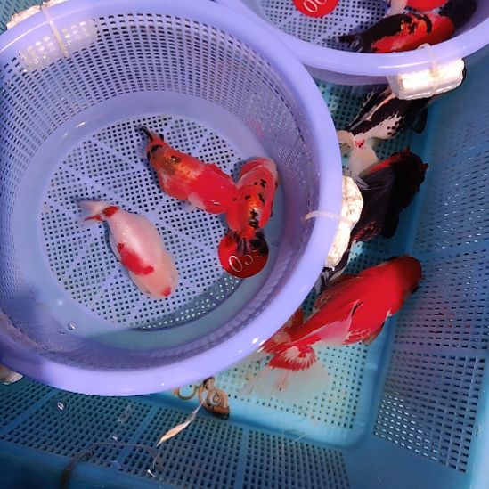 金鱼039兰寿三只特价顺丰包邮