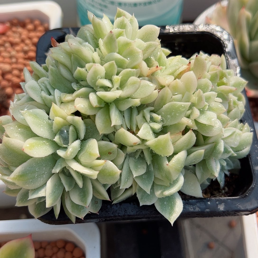 缀化锦，多肉植物