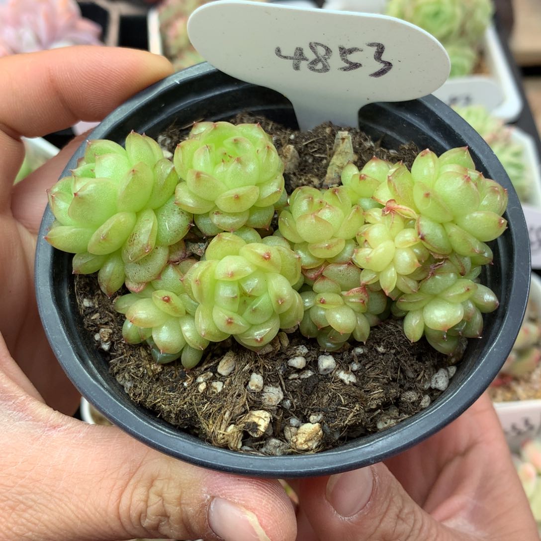 14头灯泡珍妮无砍群4853