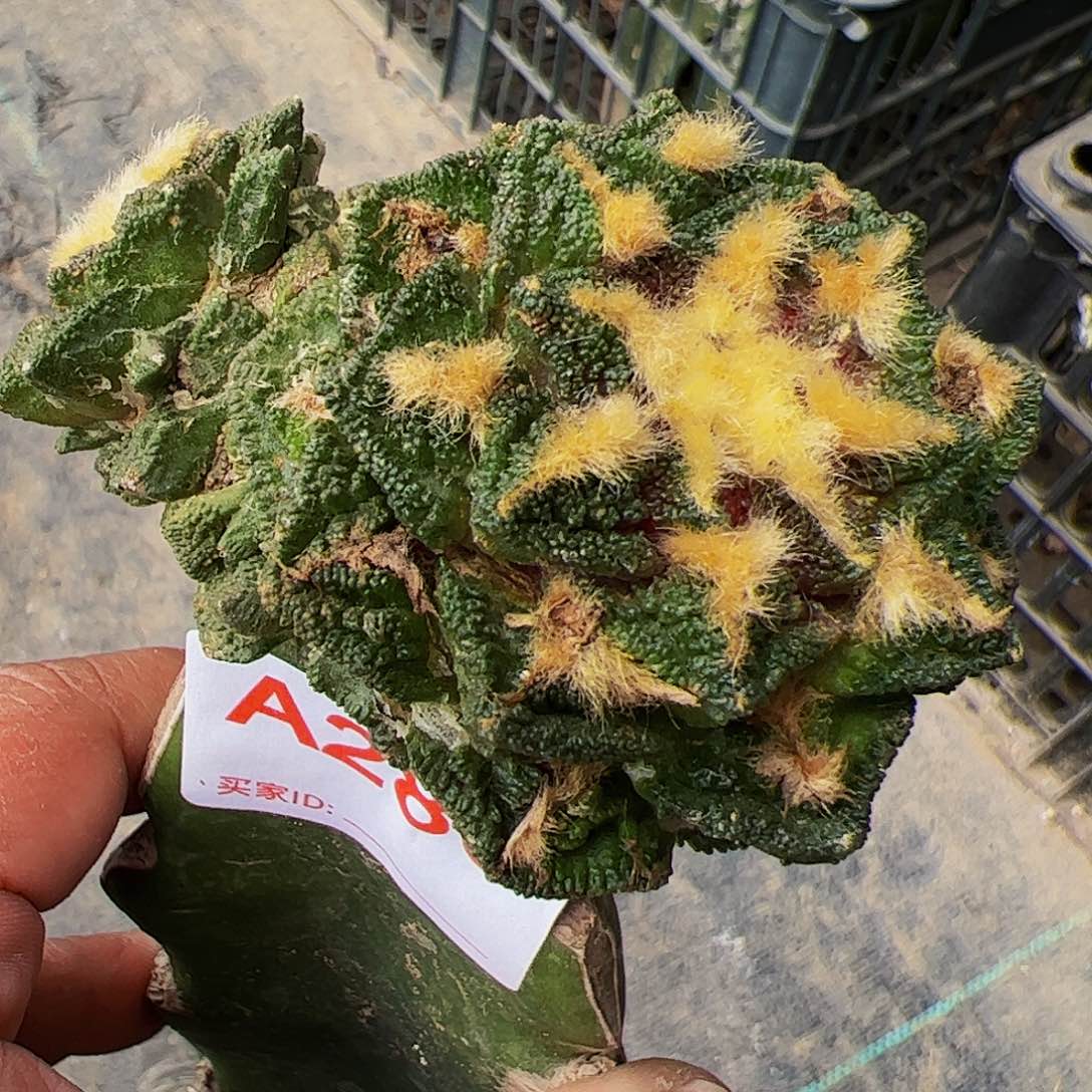 双头辛顿牡丹280