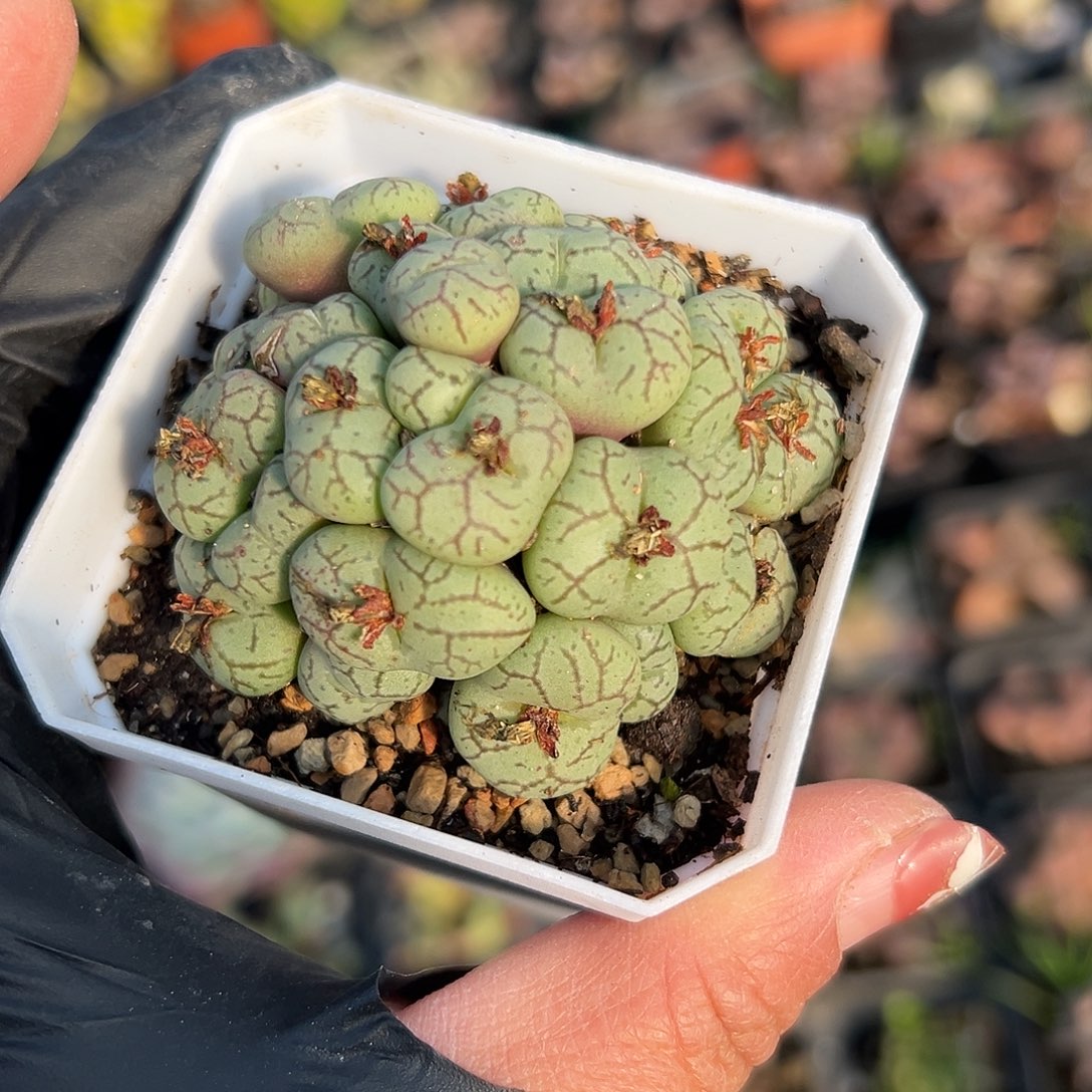 多肉植物安贞开花