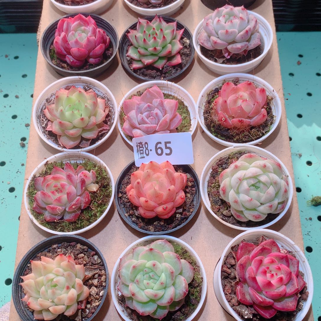 8-65一物一拍多肉带盆18颗