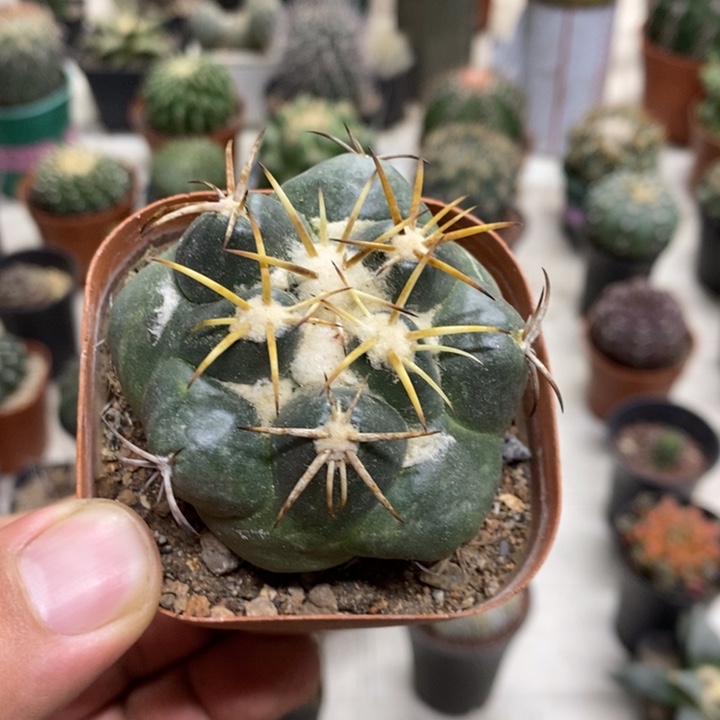 实生安宅象牙特价