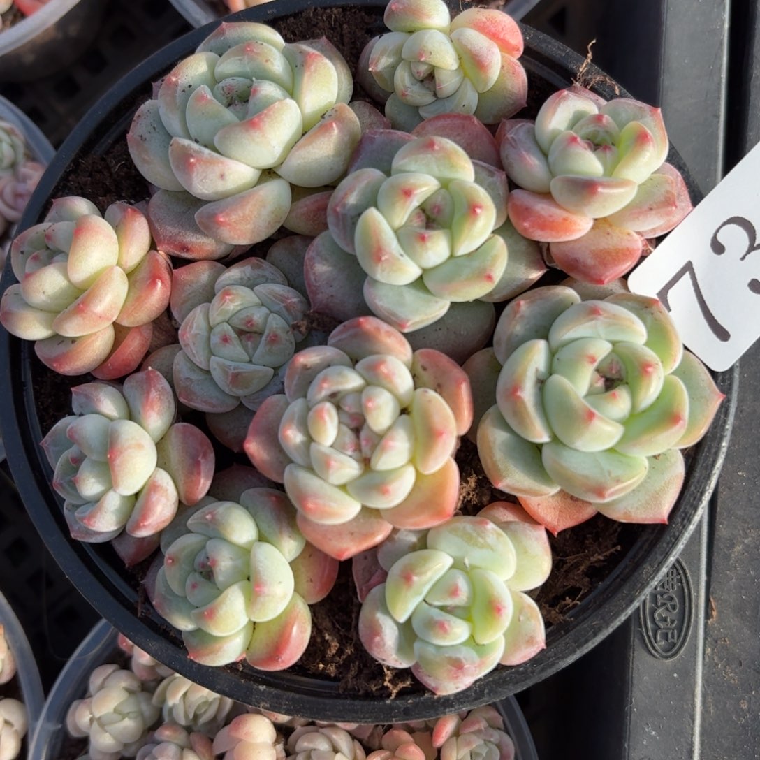 多肉植物多肉植物731