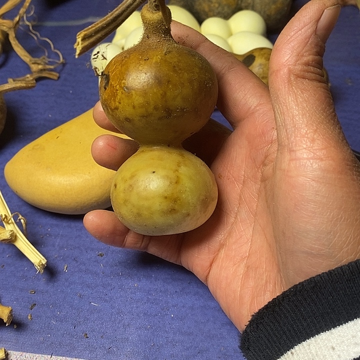 ᰔ****葫芦青皮花皮莲花头手把
