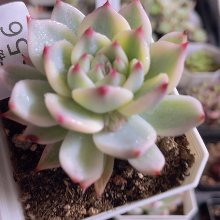 吉娃娃锦多肉植物556