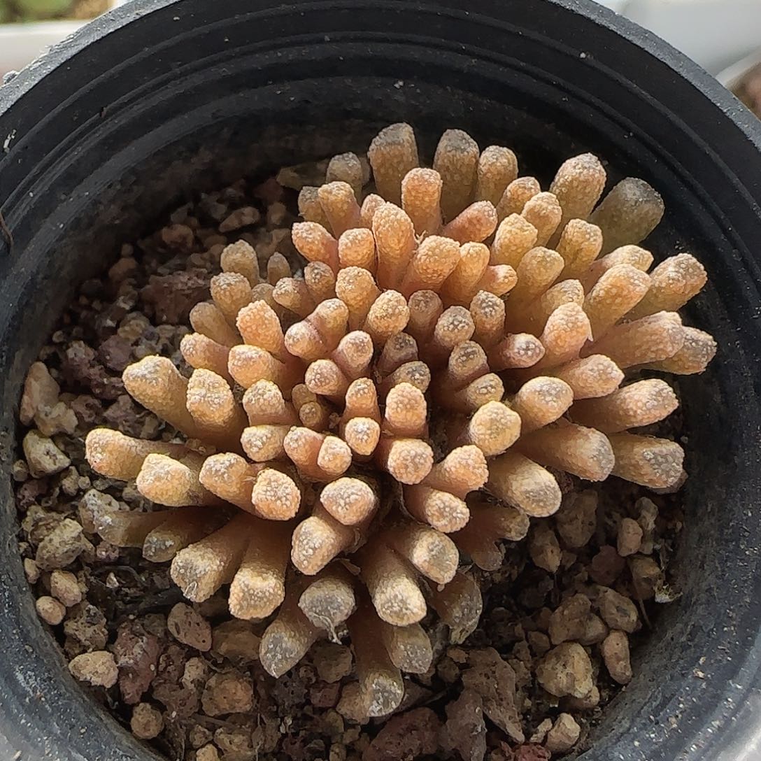 7079 大白多肉植物园