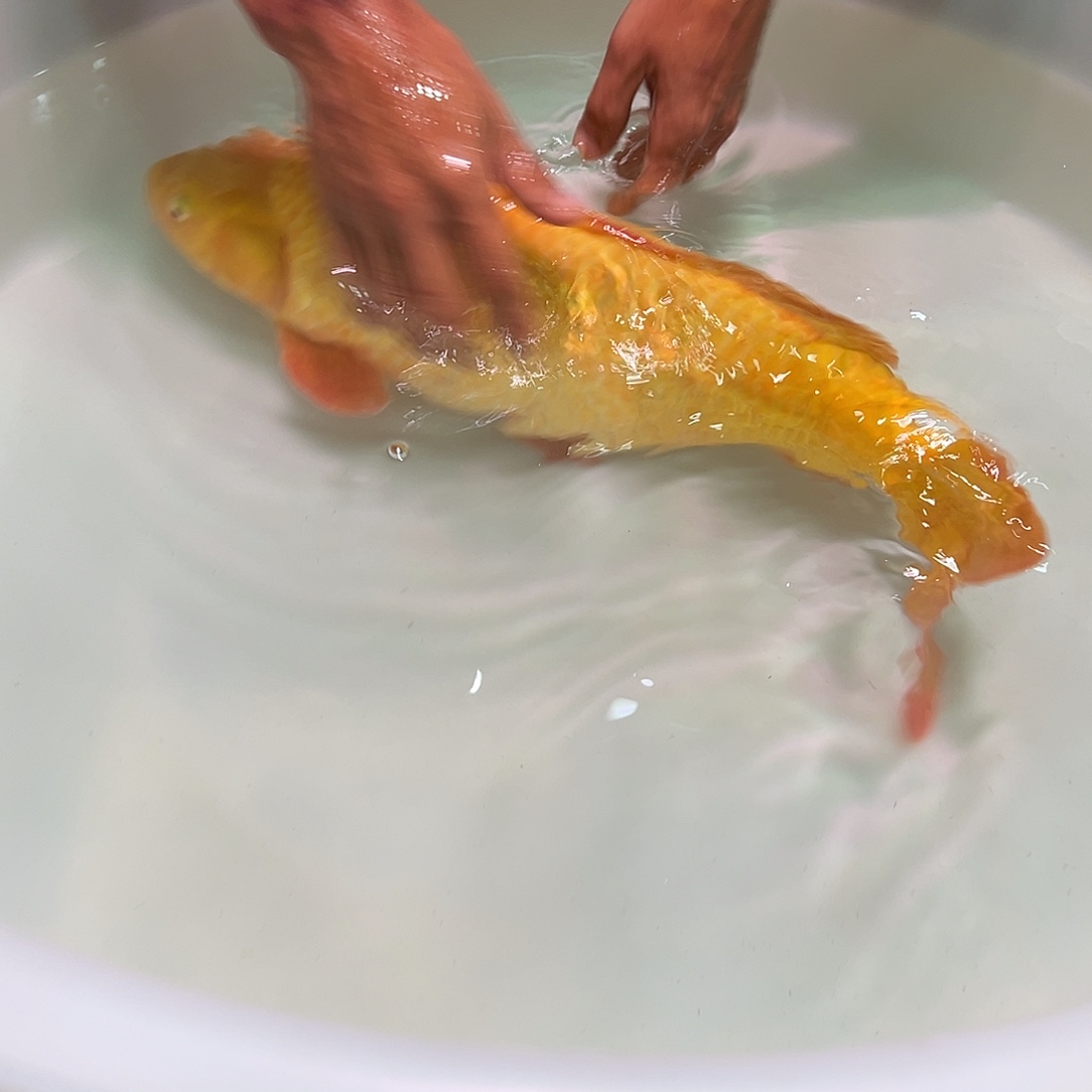 海水鱼阪井超级芒果大怪兽