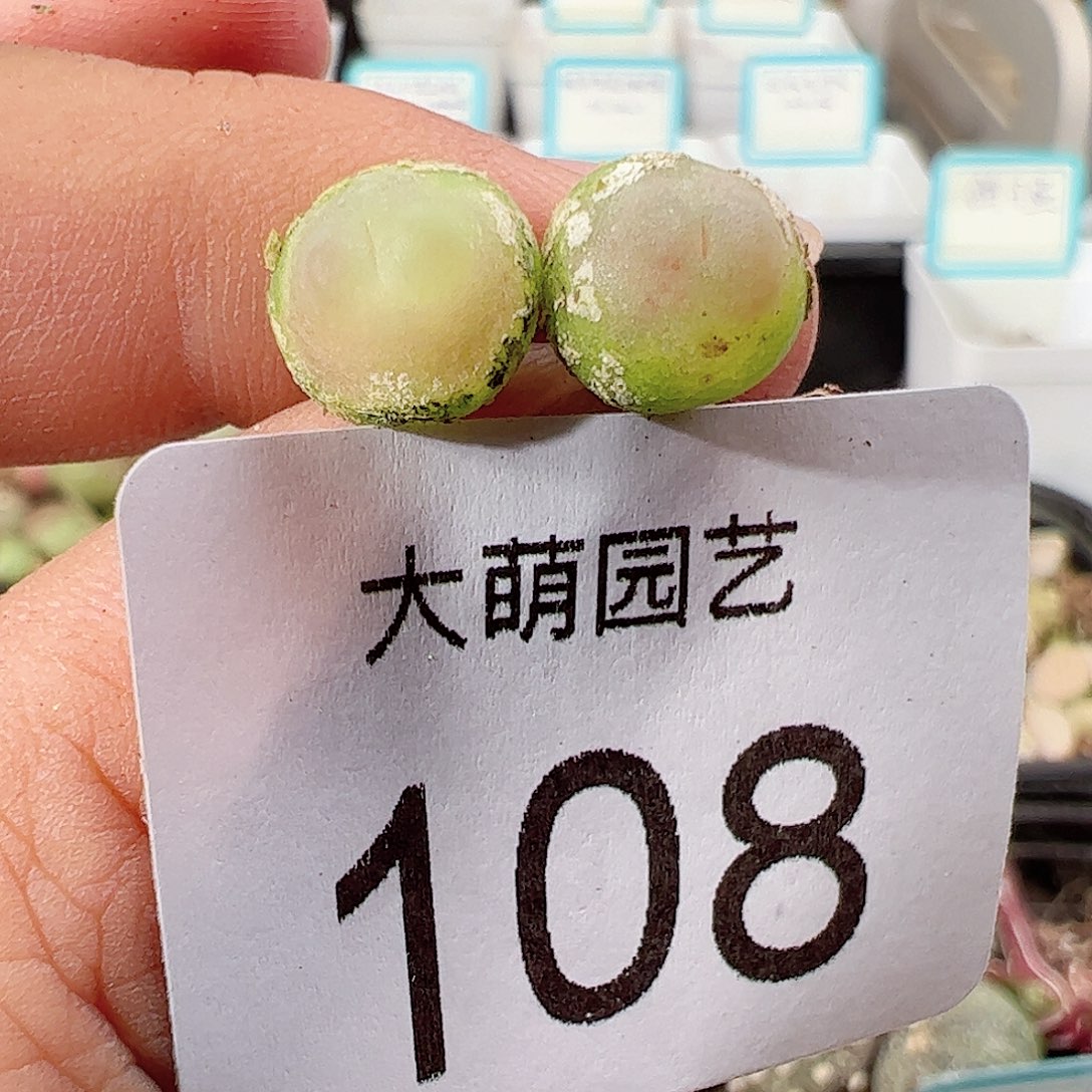 0000108 一物一拍……