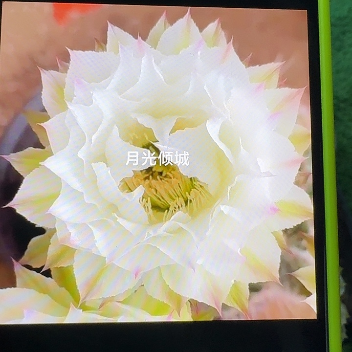 月光倾城大球，有点歪，福利价，尺寸以直播间看到的为准