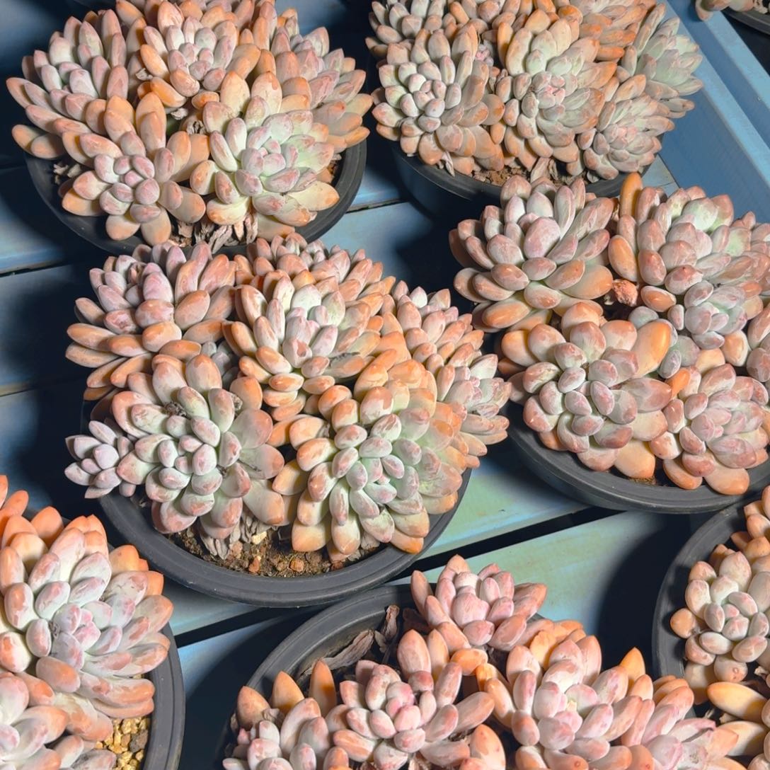 香水群多肉1562672782829