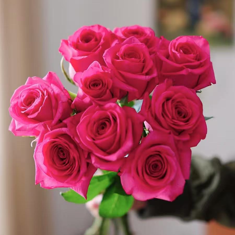 10枝弗洛伊德单头玫瑰 云南鲜花基地发【两单顺丰冷链或京东快递】