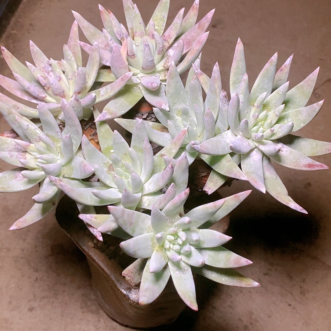 【闪购商品】哈哈哈哈阿瑞斯1414多肉